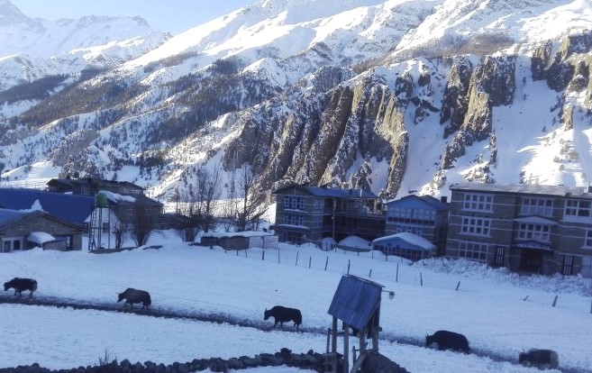 Snow Leopard Helicopter Expedition In Manang Valley, Annapurna Conservation Area, Nepal