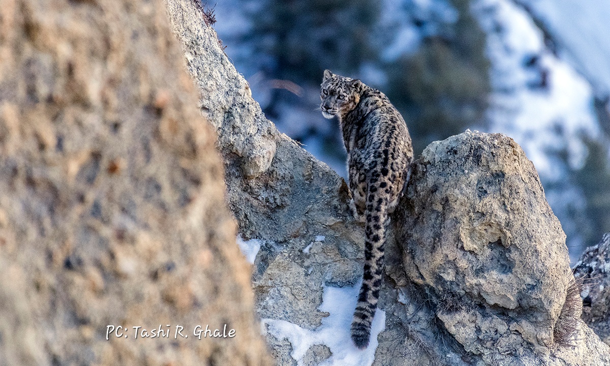 Snow Leopard Helicopter Expedition In Manang Valley, Annapurna Conservation Area, Nepal